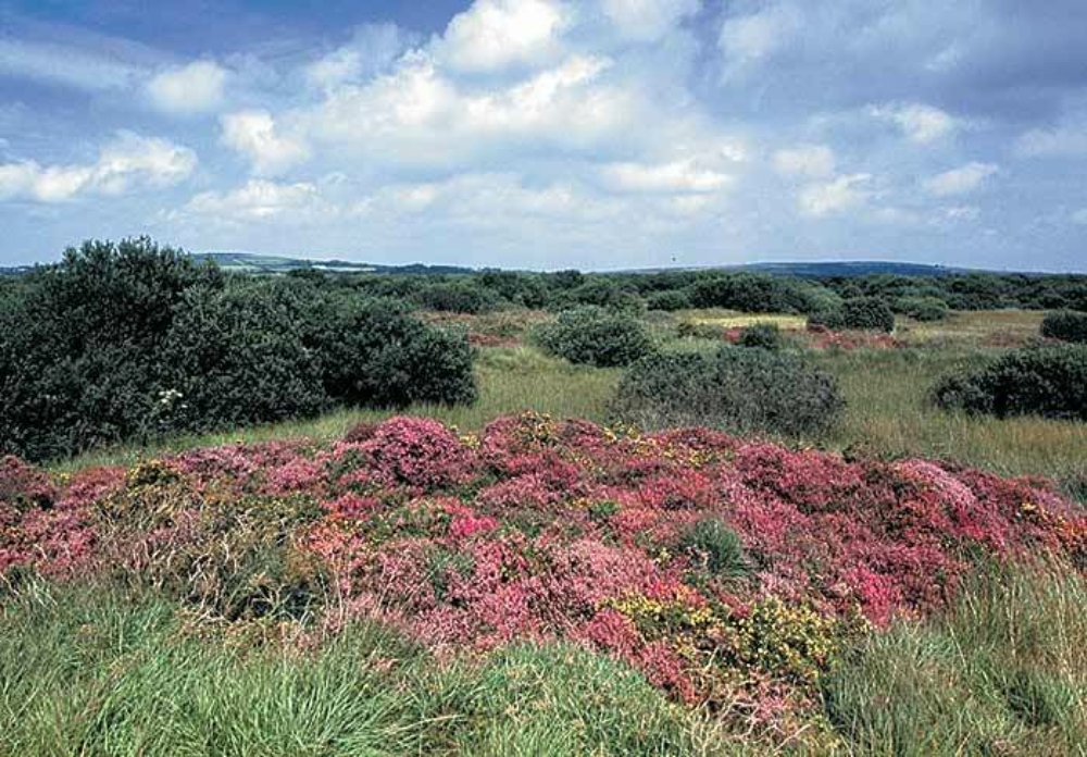 Goss Moor Nature Reserve