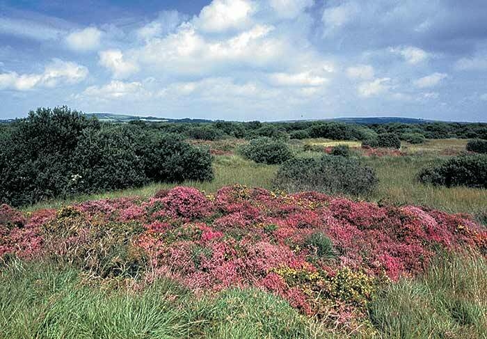 Goss Moor Nature Reserve
